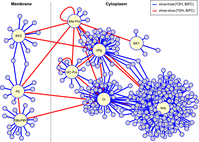 A binary interaction map between turnip mosaic virus and Arabidopsis thaliana proteomes