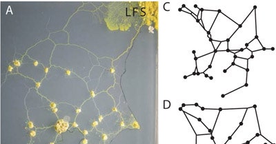 Slime Mold Grows Network Just Like Tokyo Rail System