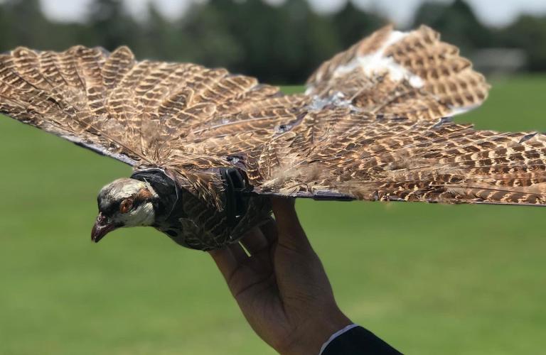 Dead Bird Drones May Get Artificial Intelligence and 5G