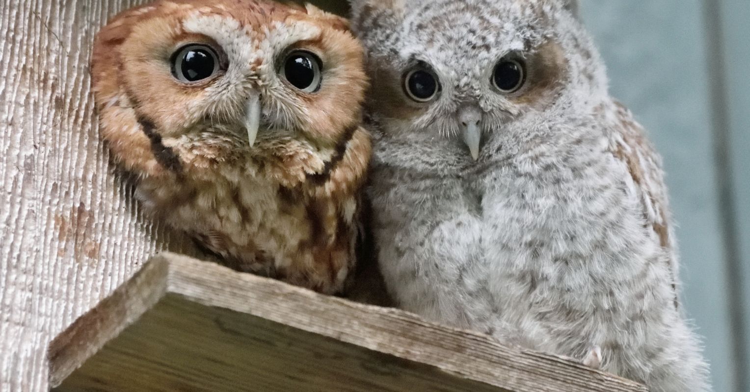 The Deep Bond Between an Ecologist and a Rescued Screech Owl