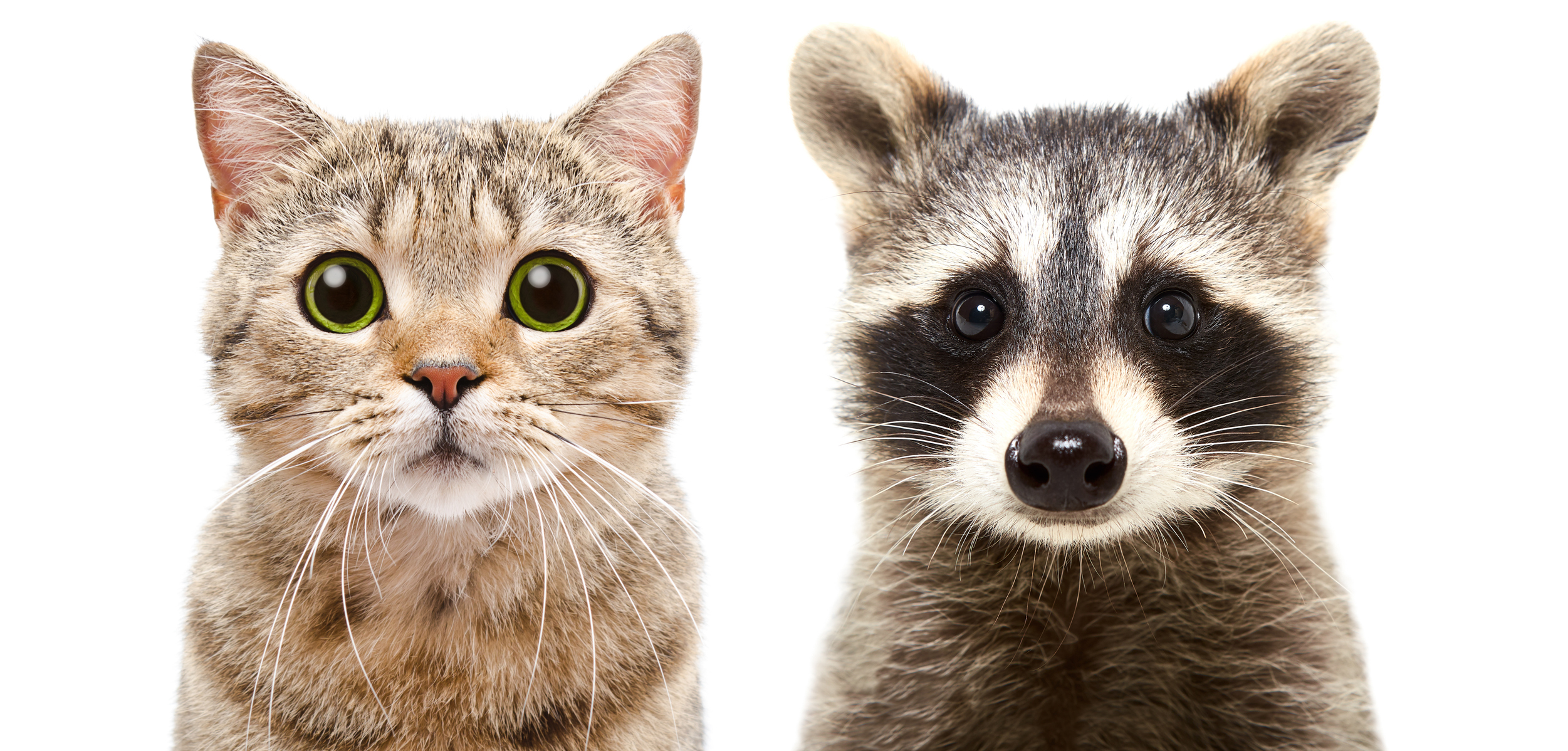 Raccoon Completely Ignoring Furious Indoor Cat Delights Internet