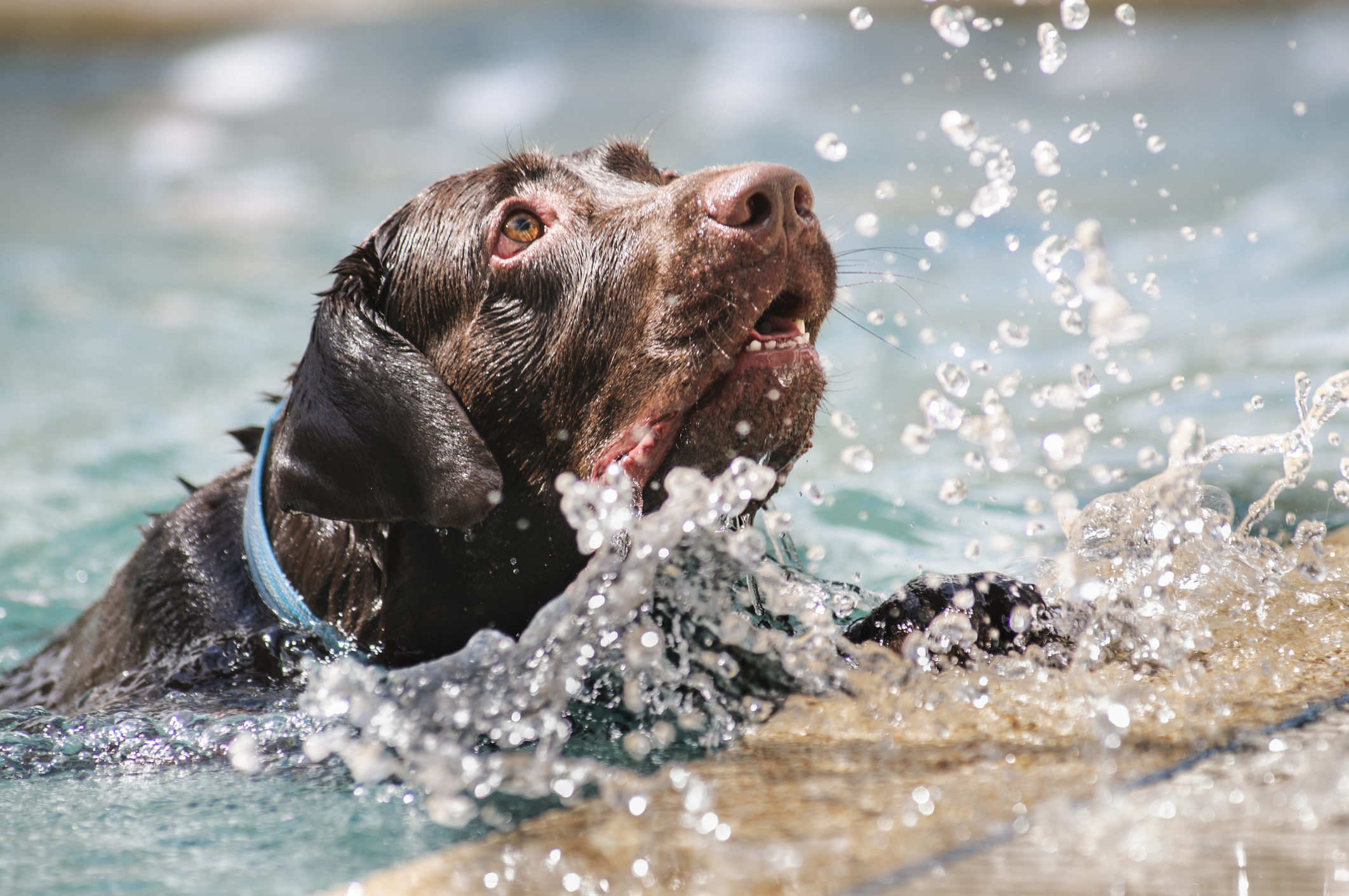 Labrador Misunderstanding the Point of Water Therapy Delights Internet