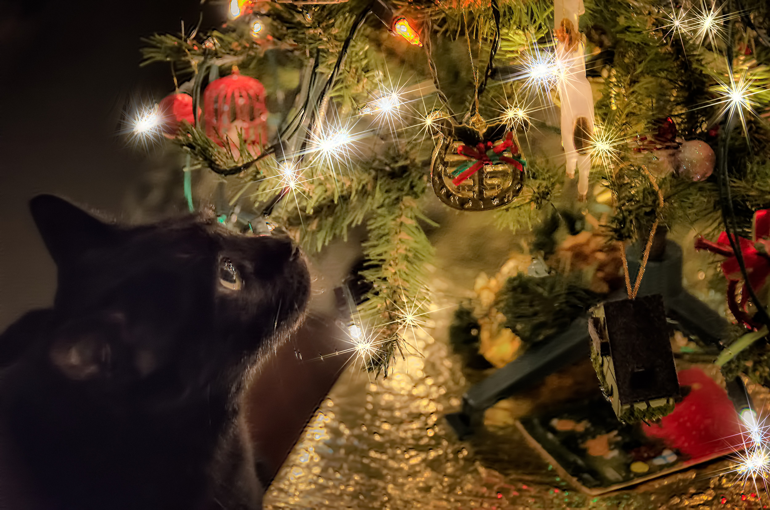 Cat ‘Analyzing’ First Christmas Tree Has Internet in Stitches
