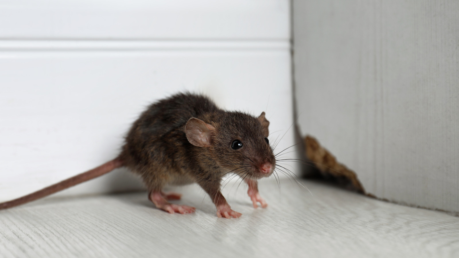 Does Oregano Really Double As An Effective Mouse And Rat Repellent?