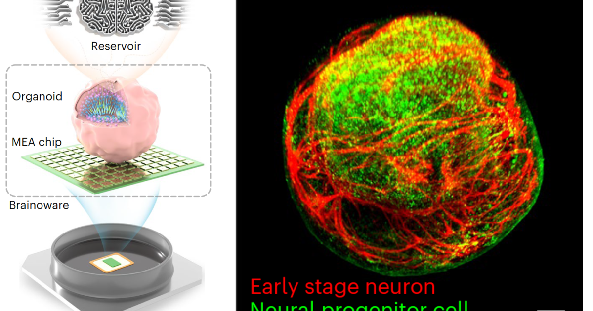 Cyborg computer with living brain organoid aces machine learning tests