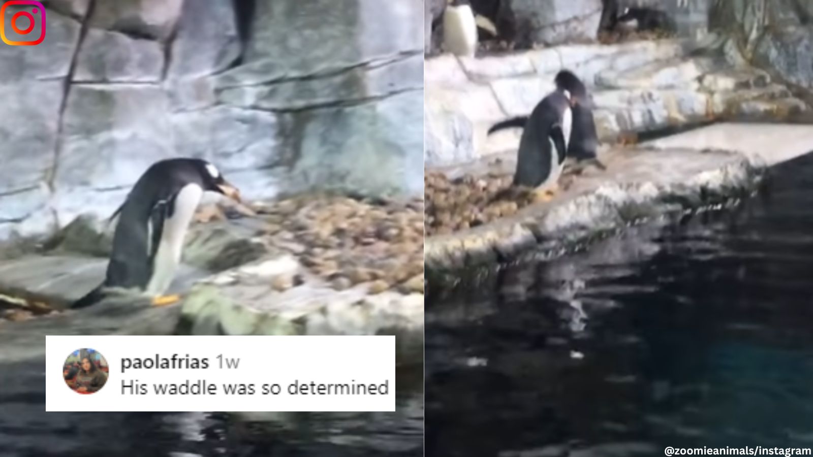 Male penguin’s ‘proposal’ with a stone captivates the internet