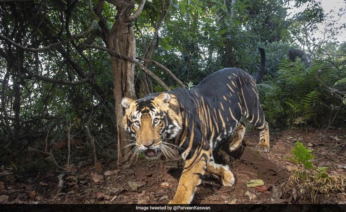 Forest Officer Shares Rare Pics Of Black Tigers Found In Odisha, Internet Says “What A Sight!”