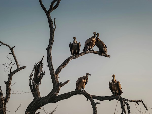 Sateliot, EWT use 5G IoT nanosats to connect vultures in Africa