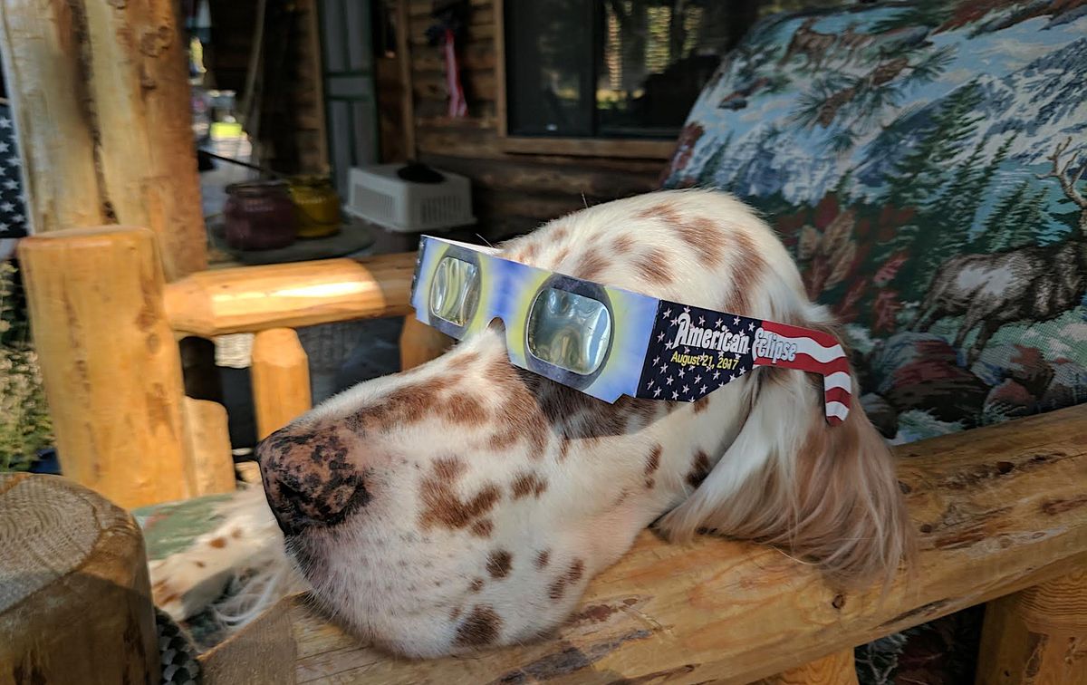 My dogs and I watched the 2017 total solar eclipse, but we won’t travel for this one