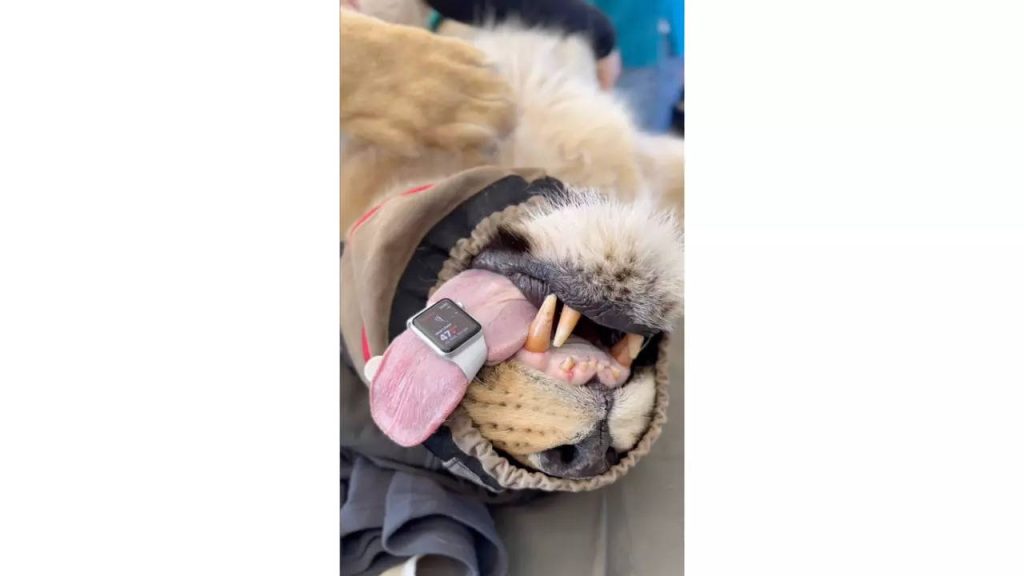 Watch: Doctor straps Apple Watch to lion's tongue to measure its heart rate – The Times of India