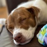 iOS 17: Easily Turn Your Pet Into a Cute Live Sticker on Your iPhone