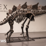 Dinosaur skeleton fetches record $44.6m at New York auction – BBC.com