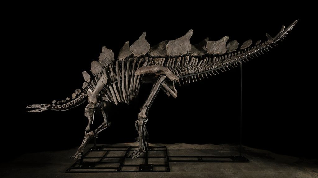 ‘Apex’ Stegosaurus Skeleton Becomes the Most Expensive Fossil Ever Sold at Auction