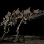 ‘Apex’ Stegosaurus Skeleton Becomes the Most Expensive Fossil Ever Sold at Auction