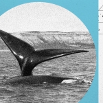 A North Atlantic Right Whale Baby Boom Is On—but the Species Remains at Risk