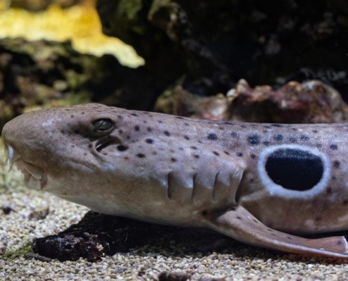 Walking Sharks Just Changed What We Know About Reproduction