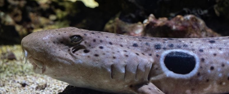 Walking Sharks Just Changed What We Know About Reproduction