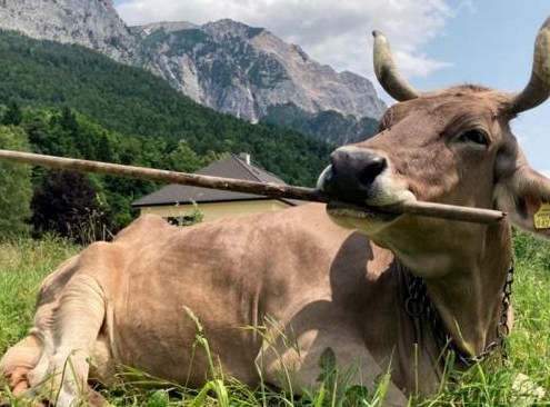 ‘Veronika’ Is the First Cow Known to Use a Tool