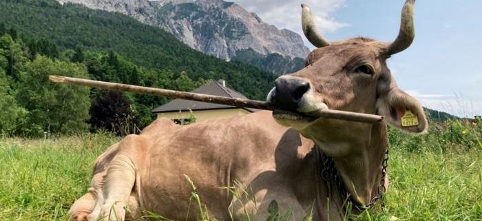 ‘Veronika’ Is the First Cow Known to Use a Tool