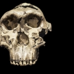 Scientists Found an Ancient Human Relative Where None Was Expected