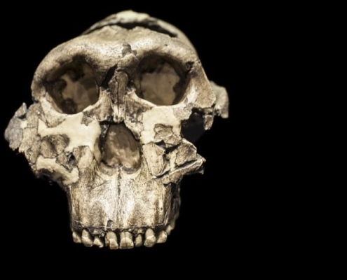 Scientists Found an Ancient Human Relative Where None Was Expected
