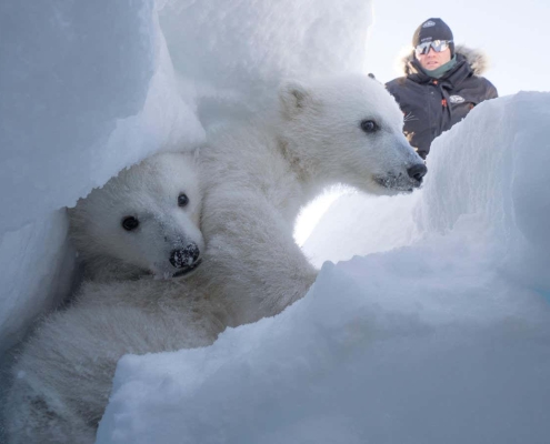 Polar bears are getting fatter in the fastest-warming place on Earth