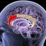 This Chinese Startup Wants to Build a New Brain-Computer Interface—No Implant Required