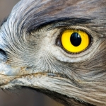 Mysterious Structure in Bird Eyes May Explain a Curious Lack of Blood : ScienceAlert