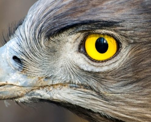 Mysterious Structure in Bird Eyes May Explain a Curious Lack of Blood : ScienceAlert