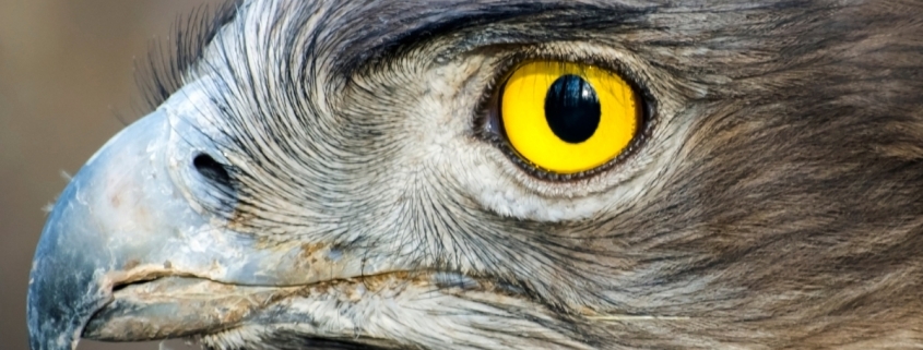 Mysterious Structure in Bird Eyes May Explain a Curious Lack of Blood : ScienceAlert