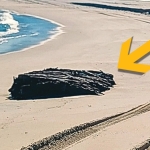 Fierce Storms Expose 19th-Century Maritime Mystery on Jersey Shore : ScienceAlert