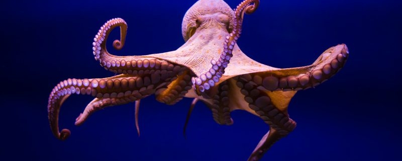 Tentacles of ‘0ktapus’ Threat Group Victimize 130 Firms