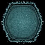 Giant Virus Discovered in Japanese Pond May Hint at Multicellular Life’s Origins : ScienceAlert