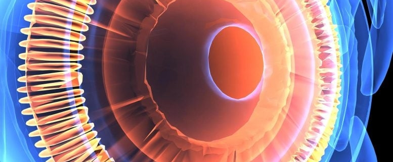 Newly Discovered “Hybrid” Eye Cell Challenges 150 Years of Biology Newly Discovered “Hybrid” Eye Cell Challenges 150 Years of Biology