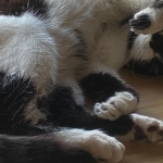 Yes, God of War Sons Of Sparta Dev Takes Its Name From A Real, Adorable Cat Yes, God of War Sons Of Sparta Dev Takes Its Name From A Real, Adorable Cat