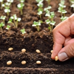 Don’t wait for spring: 7 winter-hardy vegetables you can plant in February