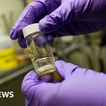 Single vaccine could protect against all coughs, colds and flus, researchers say