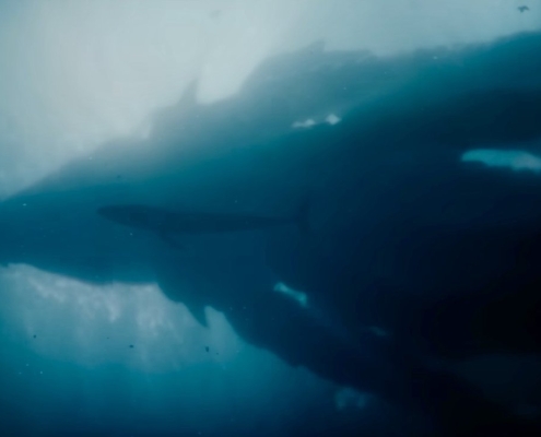 'Monarch' season two signals a darker, riskier future for the Monsterverse