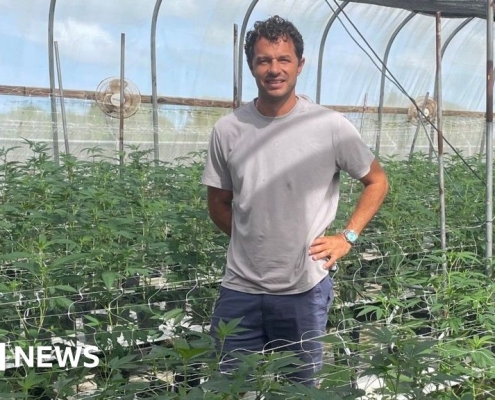 Caribbean cannabis growers eye budding domestic sales and exports