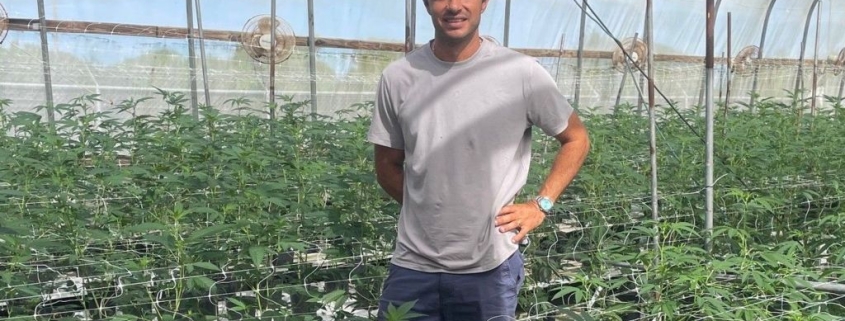 Caribbean cannabis growers eye budding domestic sales and exports