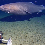 Surprise Shark Caught on Camera in an Unexpected Place : ScienceAlert