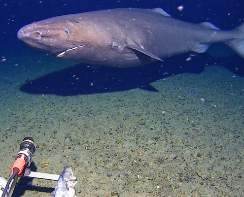 Surprise Shark Caught on Camera in an Unexpected Place : ScienceAlert