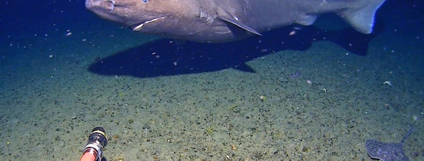 Surprise Shark Caught on Camera in an Unexpected Place : ScienceAlert Surprise Shark Caught on Camera in an Unexpected Place : ScienceAlert