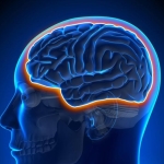 Aging Makes the Brain Leaky but Exercise Fights Back Aging Makes the Brain Leaky but Exercise Fights Back