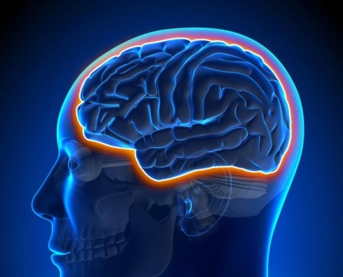 Aging Makes the Brain Leaky but Exercise Fights Back