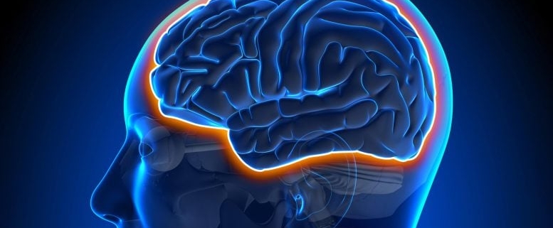 Aging Makes the Brain Leaky but Exercise Fights Back