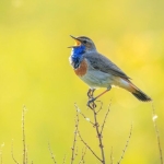 Scientists Find a Global ‘Language’ Hidden in Bird Calls Scientists Find a Global ‘Language’ Hidden in Bird Calls