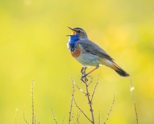 Scientists Find a Global ‘Language’ Hidden in Bird Calls