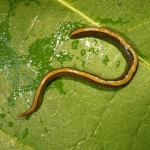 Your Dog or Cat Might Be Spreading an Invasive Flatworm Your Dog or Cat Might Be Spreading an Invasive Flatworm