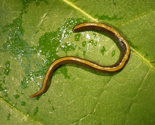 Your Dog or Cat Might Be Spreading an Invasive Flatworm